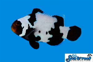 clownfish cultivated reef