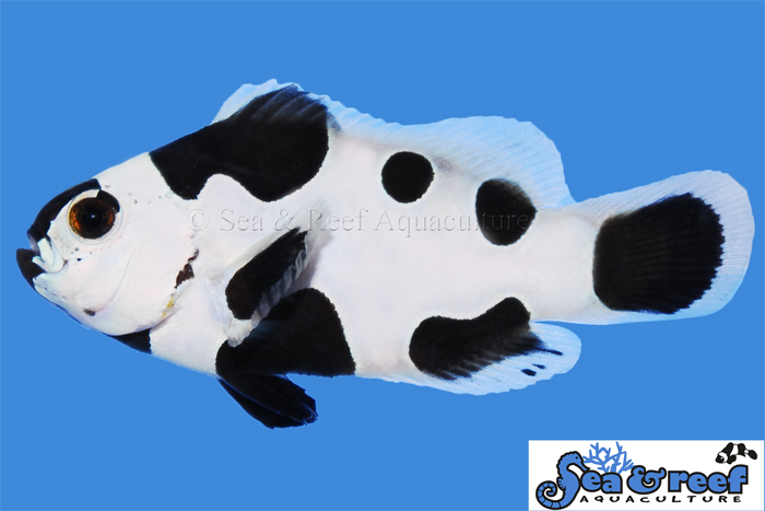 s r new black white clownfish1 - WYSIWYG Black Storm clownfish now available