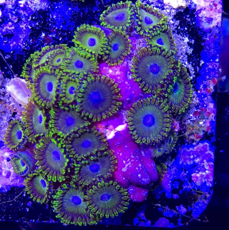 Deep Sea Emeralds – Cultivated Reef