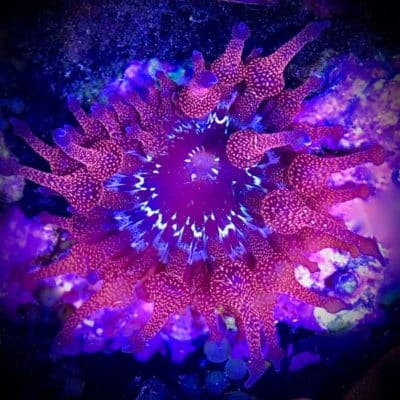Black Widow Anemone – Cultivated Reef
