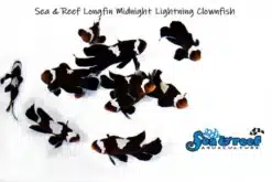 Longfin Midnight Lightning