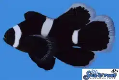 Longfin Darwin Ocellaris Misbar