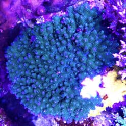 Blue Planet Acropora