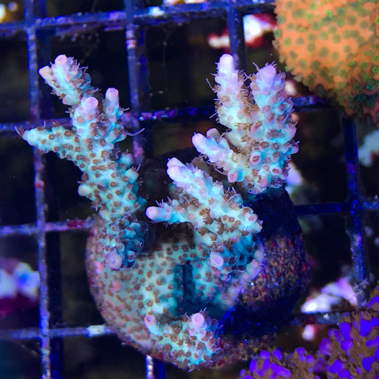 SPS Corals – Cultivated Reef