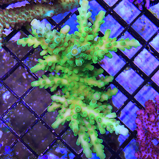 ORA Frogskin – Cultivated Reef